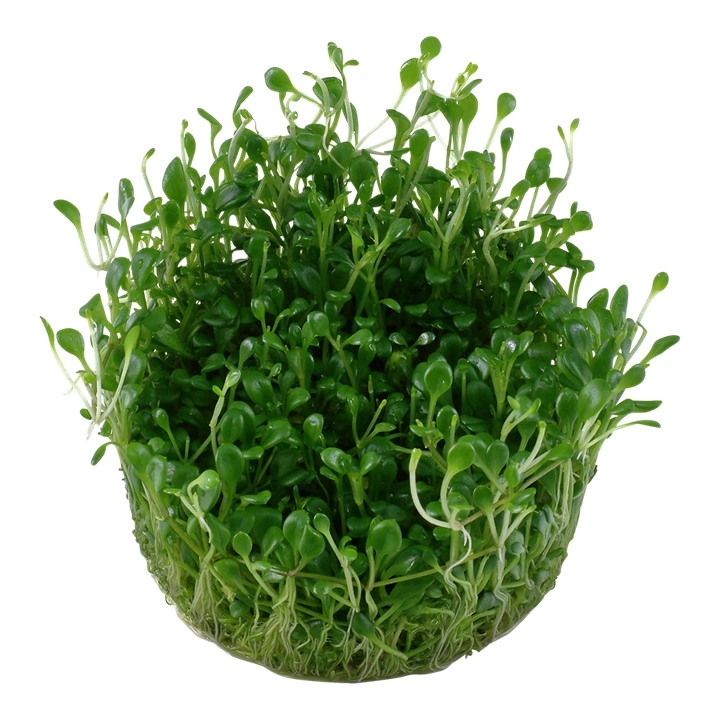 Tropica Glossostigma elatinoides 1-2-GROW x 3